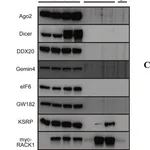 Merck Anti-Dicer antibody produced in rabbit