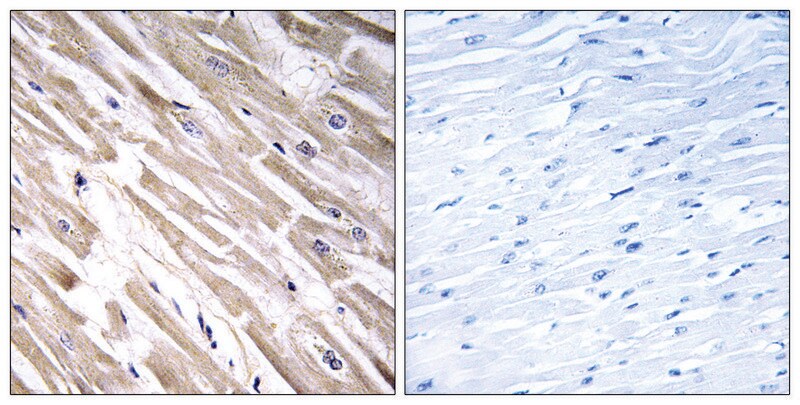 Merck Anti-FGF18 antibody produced in rabbit
