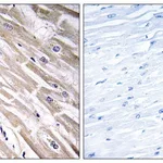 Merck Anti-FGF18 antibody produced in rabbit