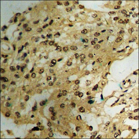 Merck Anti-phospho-XIAP (pSer87) antibody produced in rabbit