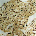 Merck Anti-phospho-XIAP (pSer87) antibody produced in rabbit