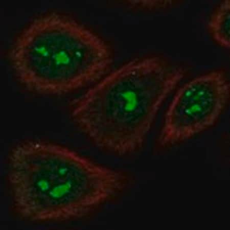 Merck Anti-TAS2R5 antibody produced in rabbit