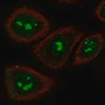 Merck Anti-TAS2R5 antibody produced in rabbit