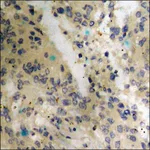 Merck Anti-phospho-p53 (pThr18) antibody produced in rabbit