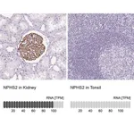Merck Anti-NPHS2 antibody produced in rabbit