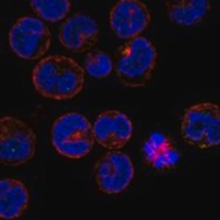 Merck Anti-CT55 antibody produced in rabbit