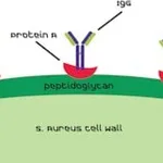 Merck PROTEIN A FROM STAPHYLOCOCCUS AUREUS, &