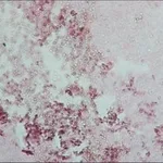 Merck ANTI-HUMAN IGG (WHOLE MOLECULE) &