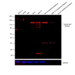 Thermo Fisher Scientific F(ab`)2-Goat anti-Human IgG (H+L) Secondary Antibody, TRITC