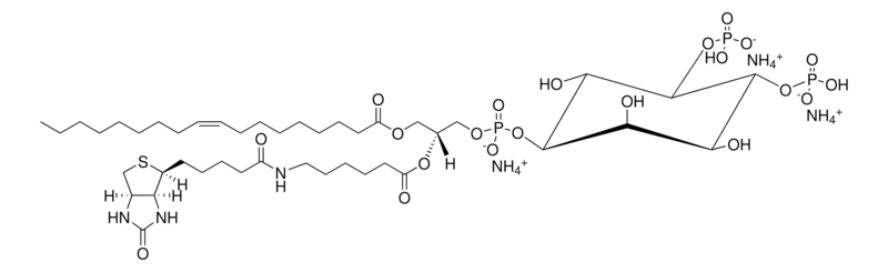 Merck 18:1-6:0 Biotin PI(4,5)P2