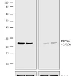 Thermo Fisher Scientific Donkey anti-Rabbit IgG (H+L) Highly Cross-Adsorbed Secondary Antibody, AP