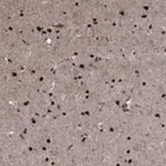 Merck Anti-PRICKLE4 antibody produced in rabbit