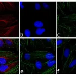 Thermo Fisher Scientific Goat anti-Rabbit IgG (H+L) Cross-Adsorbed Secondary Antibody, TRITC