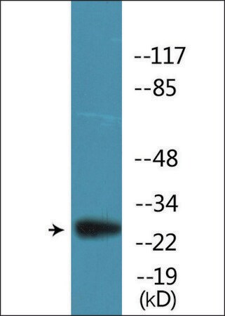 Merck Anti-phospho-BCL-2 (pSer87) antibody produced in rabbit