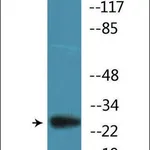 Merck Anti-phospho-BCL-2 (pSer87) antibody produced in rabbit