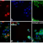 Thermo Fisher Scientific Rabbit anti-Human IgG (H+L) Cross-Adsorbed Secondary Antibody, DyLight 650
