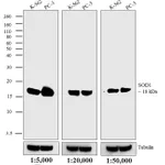 Thermo Fisher Scientific Goat anti-Mouse IgG (H+L) Secondary Antibody, AP