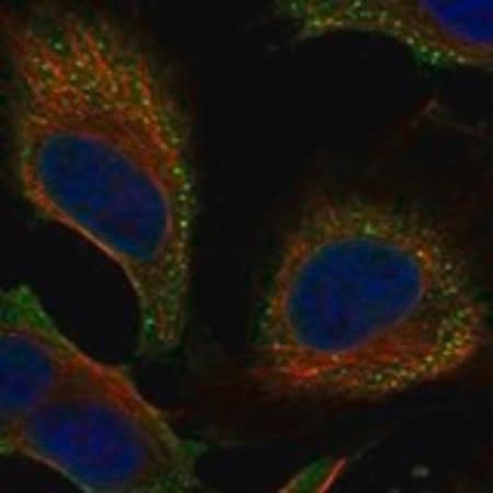 Merck Anti-SPANXN4 antibody produced in rabbit