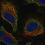 Merck Anti-SPANXN4 antibody produced in rabbit