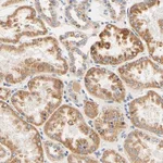 Merck Anti-CAMK4 antibody produced in rabbit