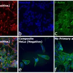 Thermo Fisher Scientific Goat anti-Mouse IgG (H+L) Secondary Antibody, DyLight 800 4X PEG