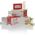 Thermo Fisher Scientific 3` RACE System for Rapid Amplification of cDNA Ends