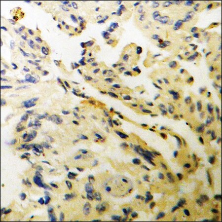 Merck Anti-phospho-WNK1 (pThr58) antibody produced in rabbit