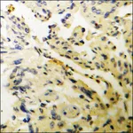 Merck Anti-phospho-WNK1 (pThr58) antibody produced in rabbit