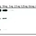 Merck CHEMILUMINESCENT PEROXIDASE SUBSTRATE&