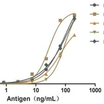 Merck Alpaca Anti-Mouse IgG(Fcγ) single domain