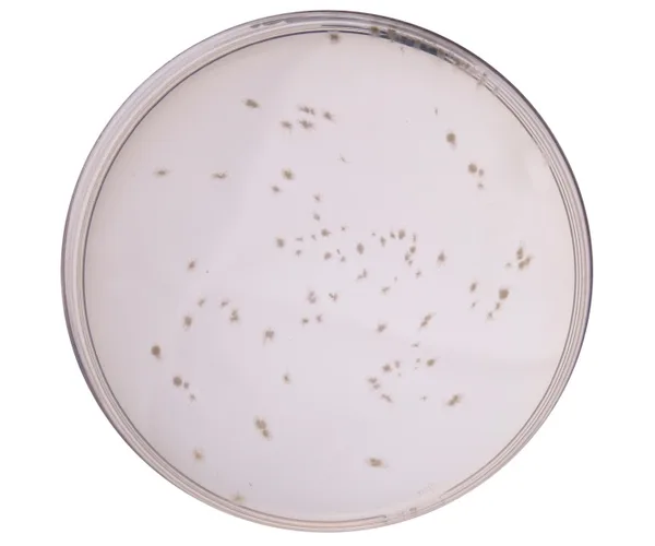Himedia Columbia Blood Agar Base
