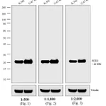 Thermo Fisher Scientific Goat anti-Mouse IgG, IgM (H+L) Secondary Antibody, HRP