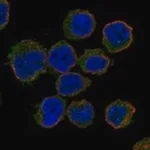 Merck Anti-GAPT antibody produced in rabbit