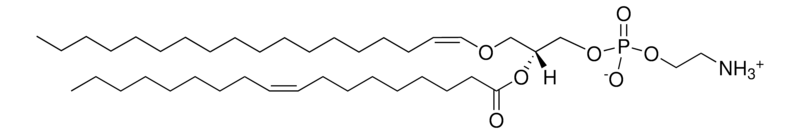 Merck C18(Plasm)-18:1 PE