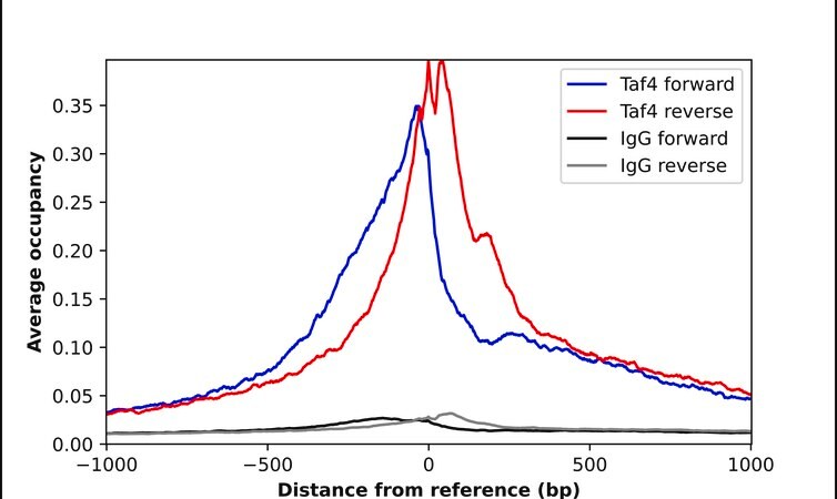 Merck Anti-TAF4 antibody produced in rabbit