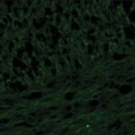 Merck Anti-Neurofilament 160 antibody, Mouse monoclonal