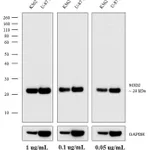 Thermo Fisher Scientific Rabbit anti-Mouse IgG (H+L) Superclonal Secondary Antibody, HRP