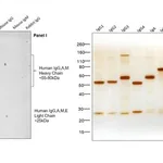 Thermo Fisher Scientific Goat anti-Human IgG, IgM, IgA (H+L) Secondary Antibody
