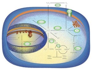 Merck SUPEROXIDE DISMUTASE FROM HUMAN&