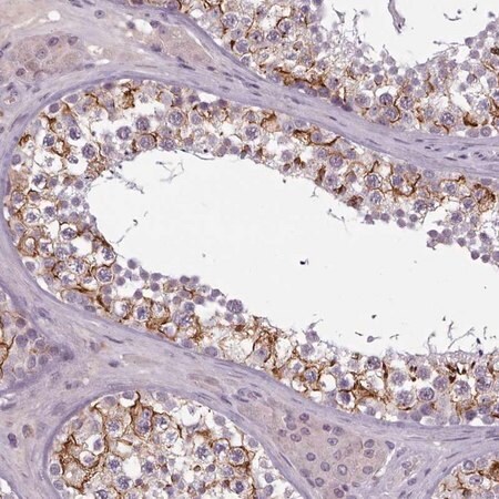 Merck Anti-PBX4 antibody produced in rabbit