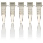 Thermo Fisher Scientific Reaction Buffer for phi29 DNA Polymerase (10X)
