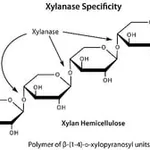 Merck HEMICELLULASE CRUDE FROM ASPERGILLUS &
