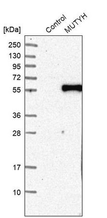Merck Anti-MUTYH antibody produced in rabbit