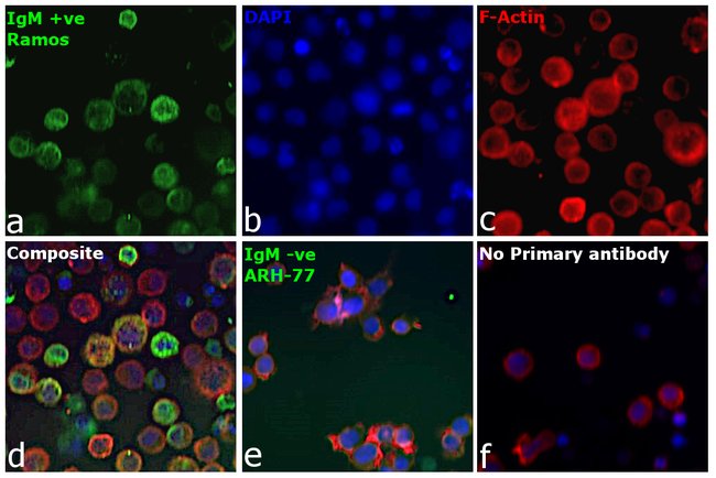 Thermo Fisher Scientific Goat anti-Human IgM (Heavy chain) Cross-Adsorbed Secondary Antibody
