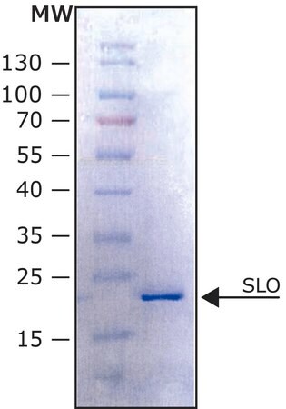 Merck alpha-Synuclein E46K human