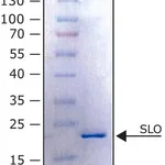 Merck alpha-Synuclein E46K human