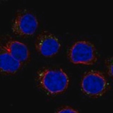 Merck Anti-CD300C antibody produced in rabbit