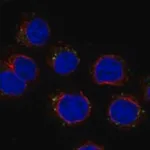 Merck Anti-CD300C antibody produced in rabbit