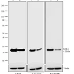 Thermo Fisher Scientific F(ab`)2-Donkey anti-Mouse IgG (H+L) Highly Cross-Adsorbed Secondary Antibody, HRP