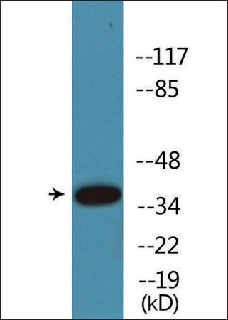 Merck Anti-phospho-CREB (pSer133) antibody produced in rabbit